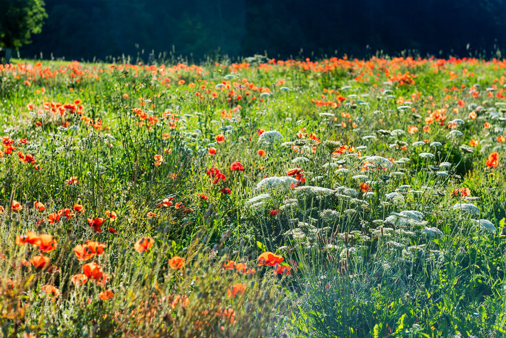 Nachhaltiger Konsum in der Schweiz