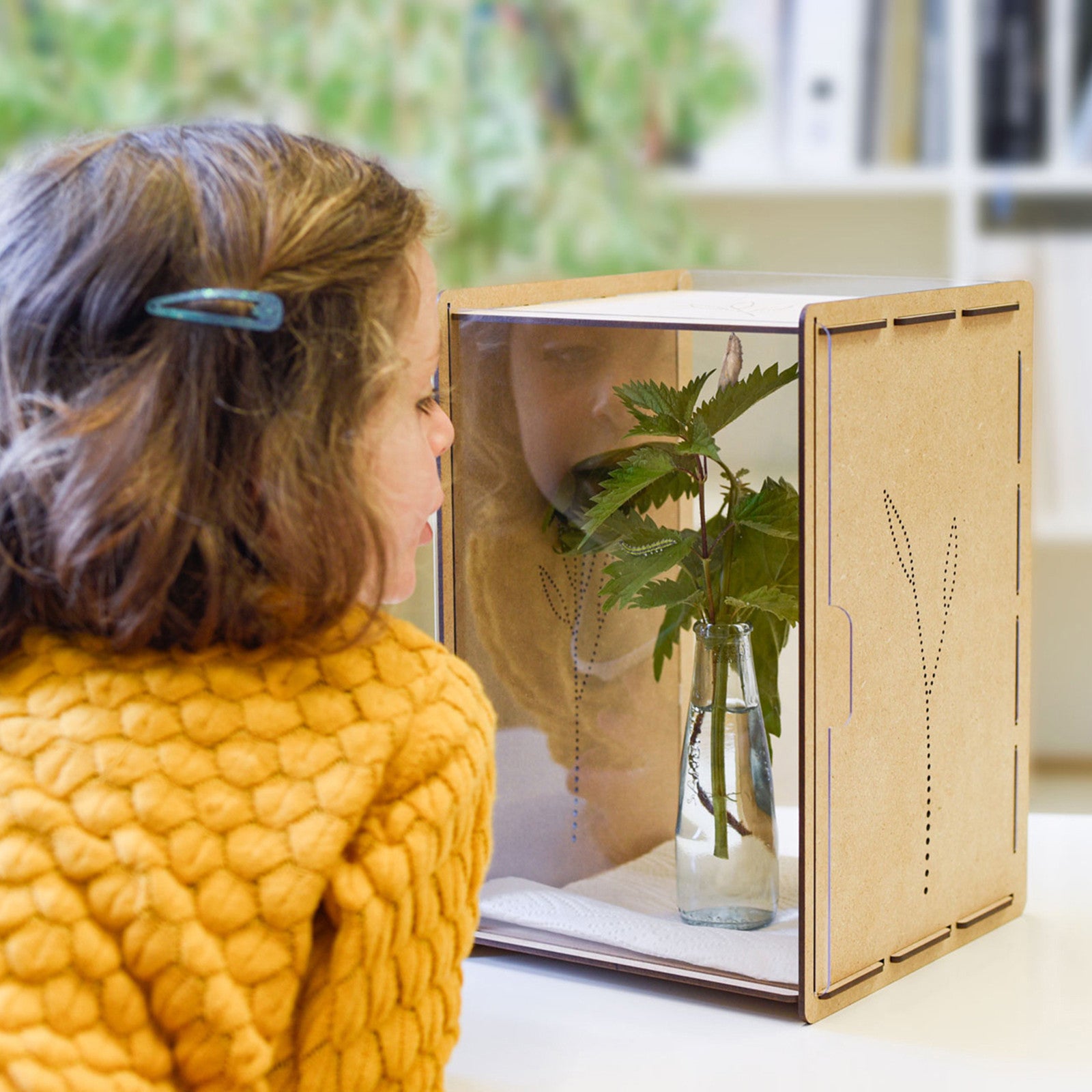 Caterpillar box / butterfly box