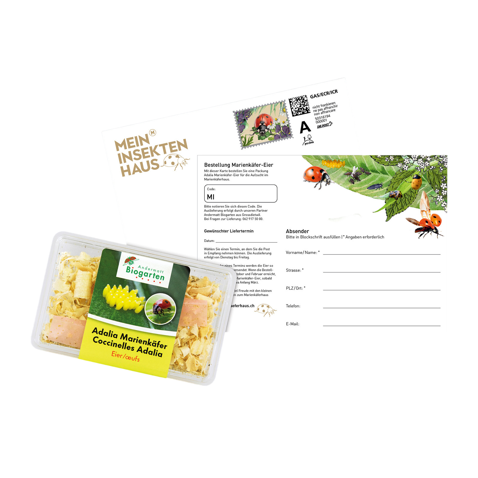 Marienkäfer-Eier zum Marienkäferhaus