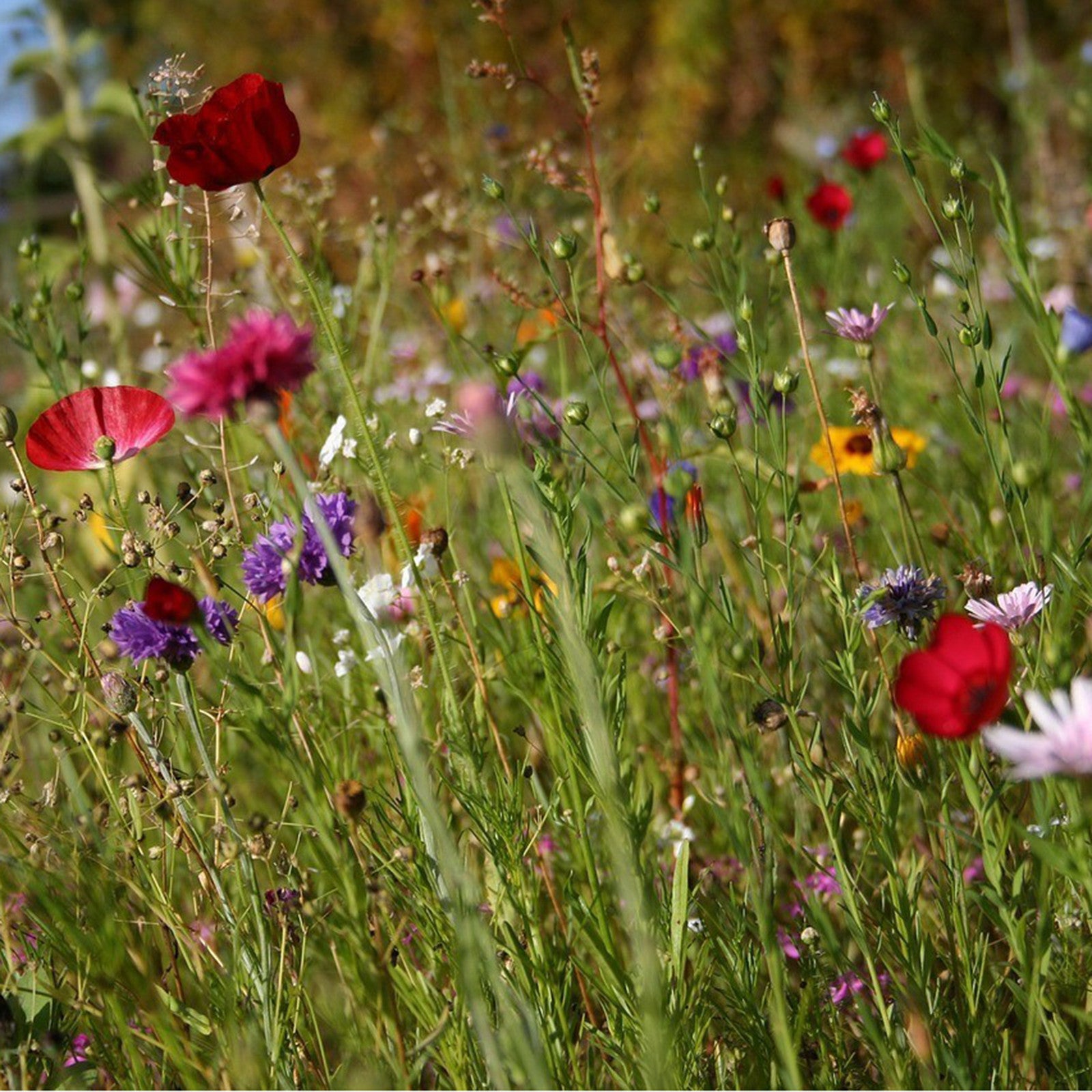 Seedballs wildflowers