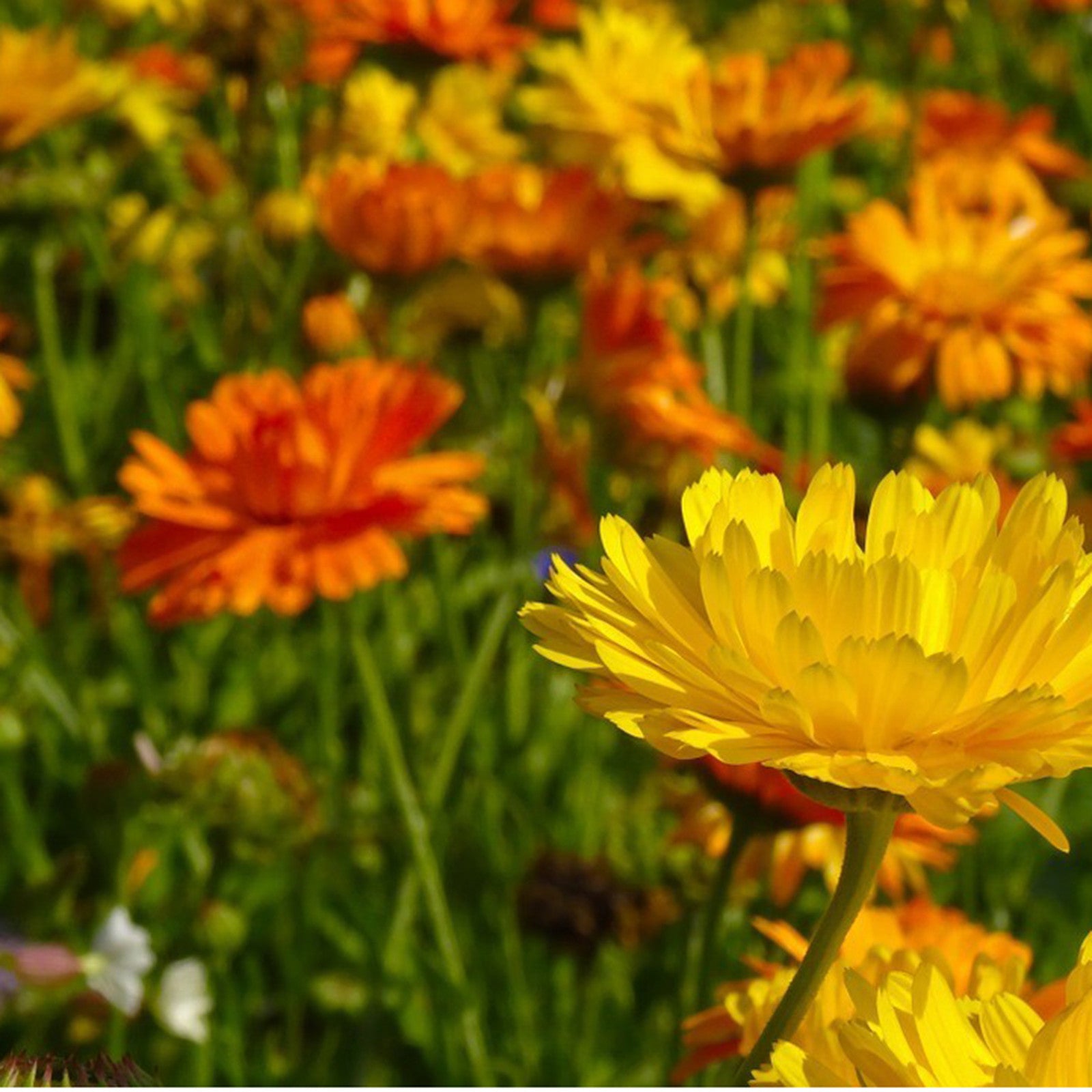 Seedballs salad flowers
