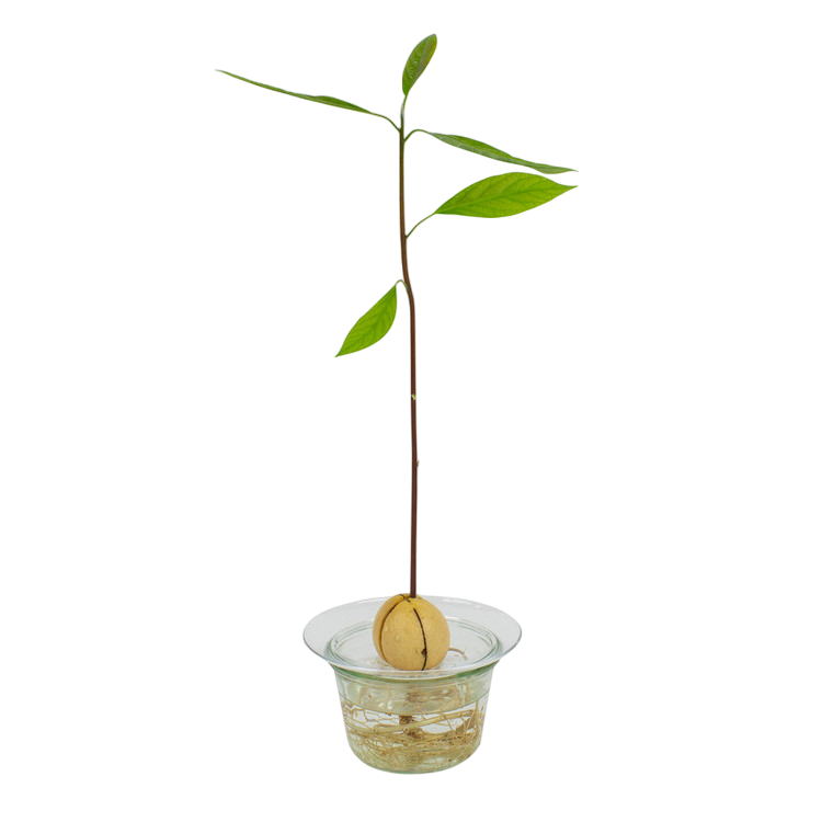 Tuber holder S / support for vegetable and flower tubers