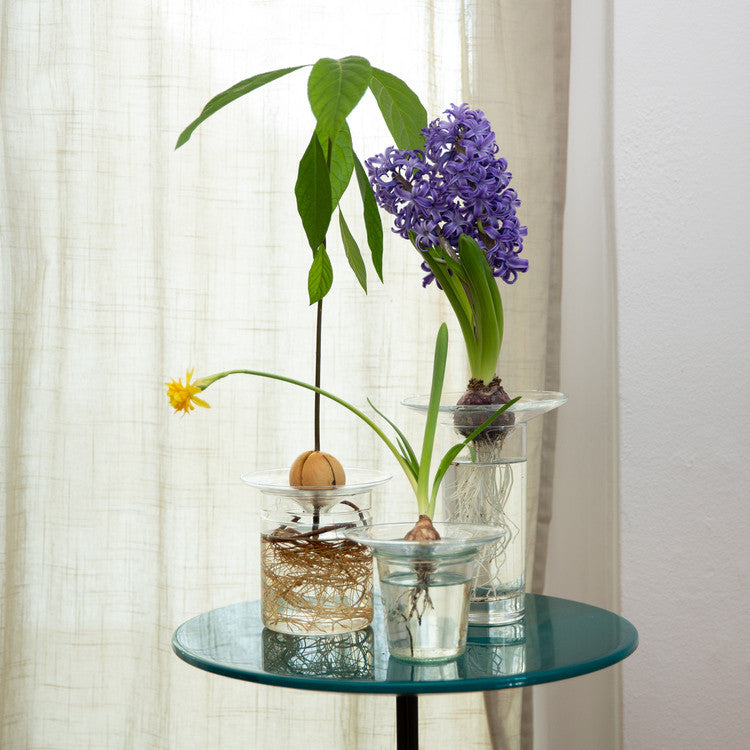 Knollenhalter L / Auflage für Gemüse- und Blumenknollen