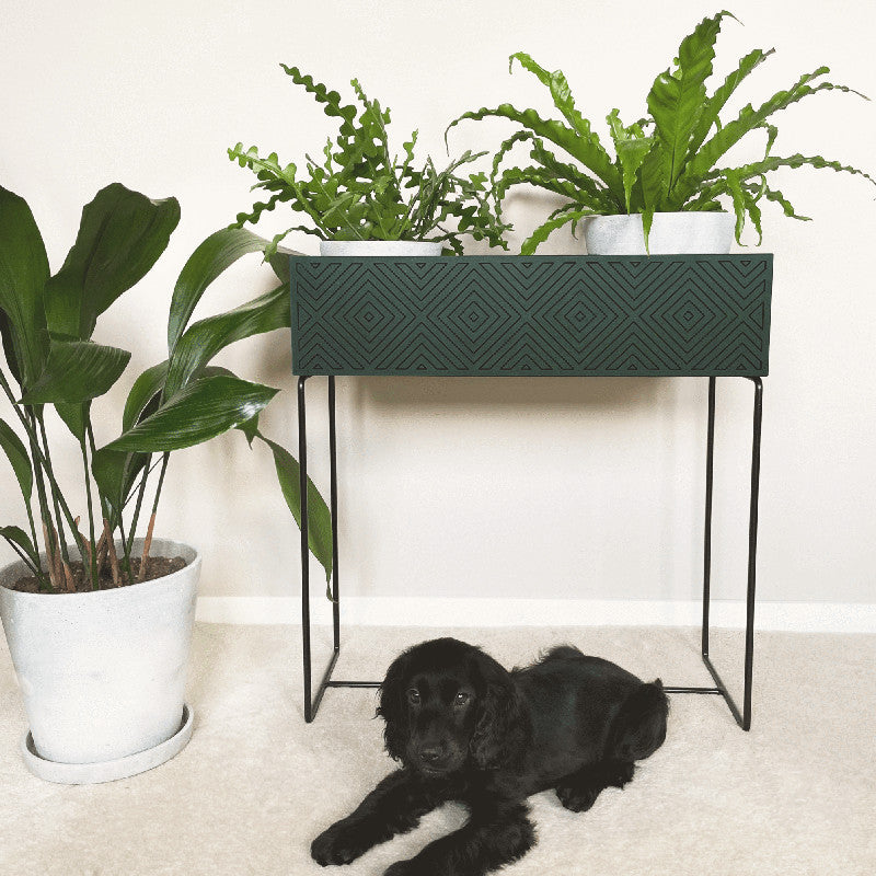 Nevi the plantbox fir green, black L