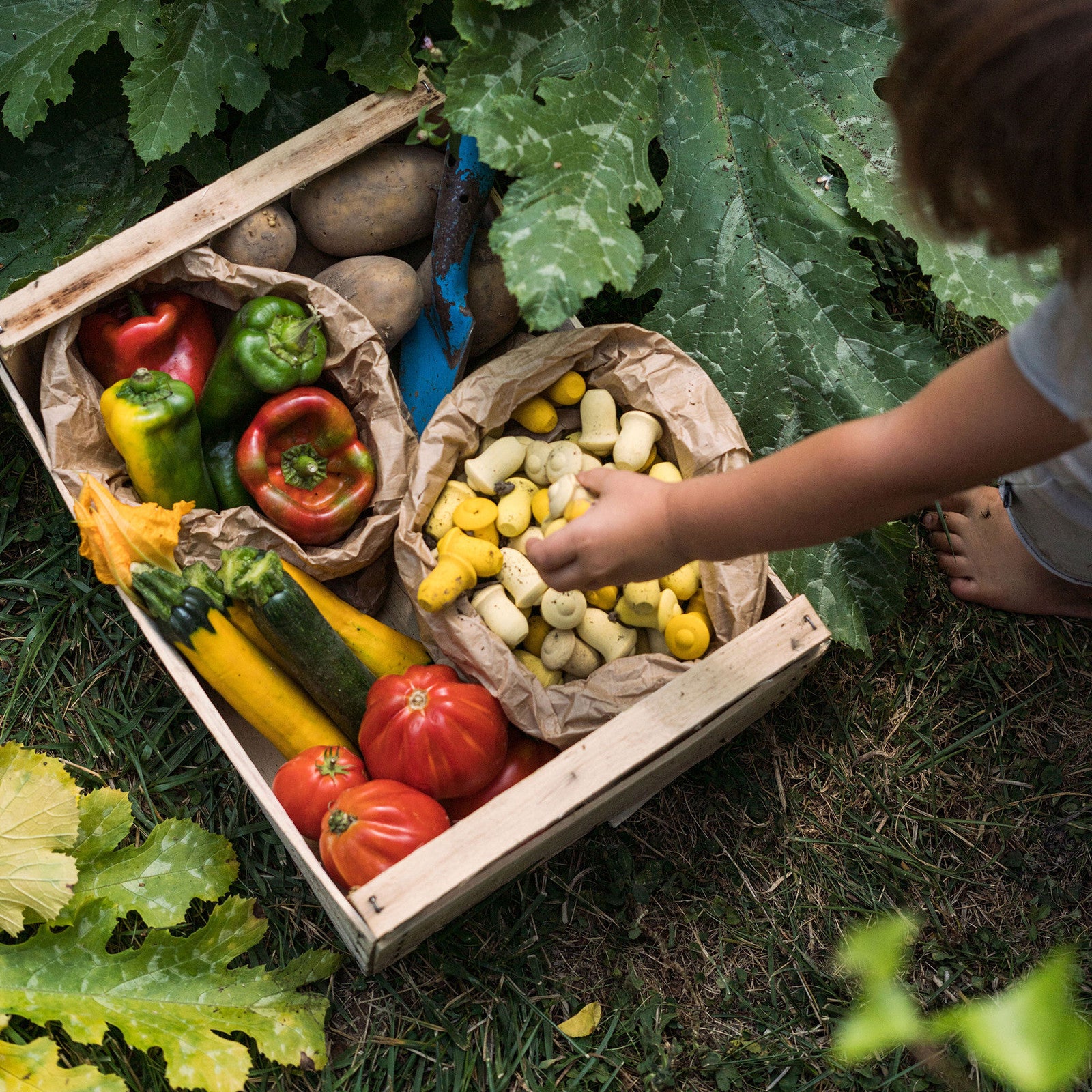 Mandala Tulips Grapat