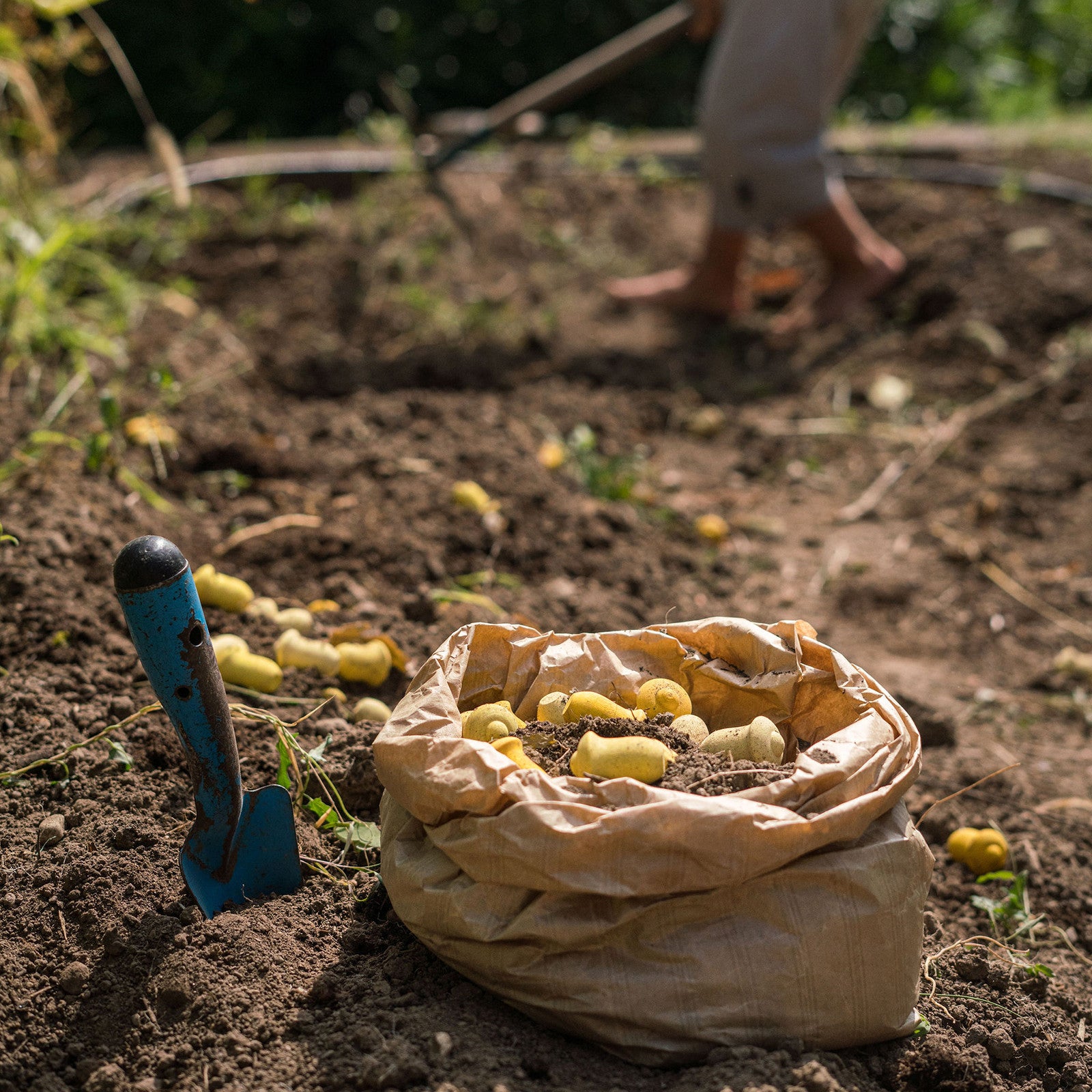 Mandala Tulips Grapat