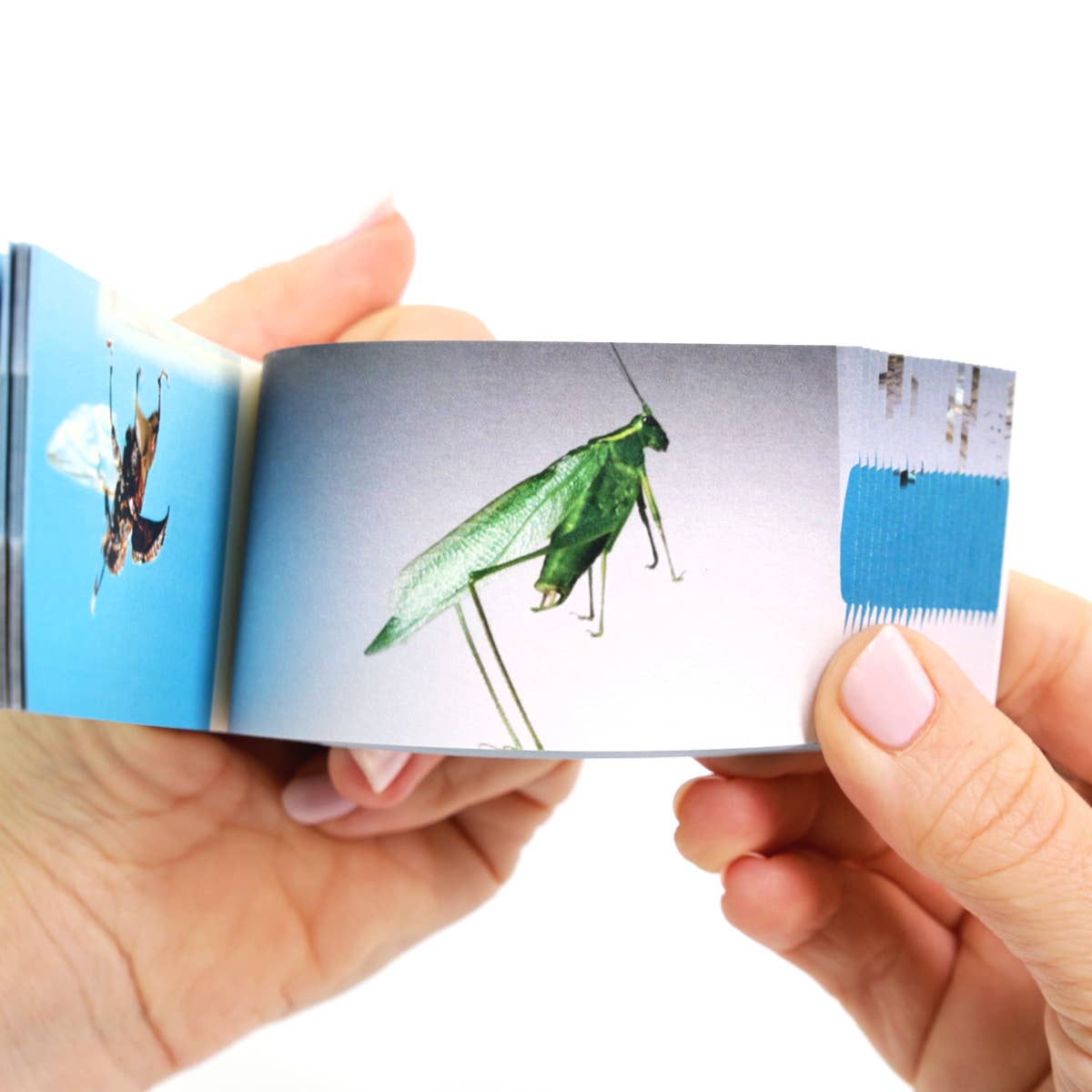 Flipbook Daumenkino "Bugs"