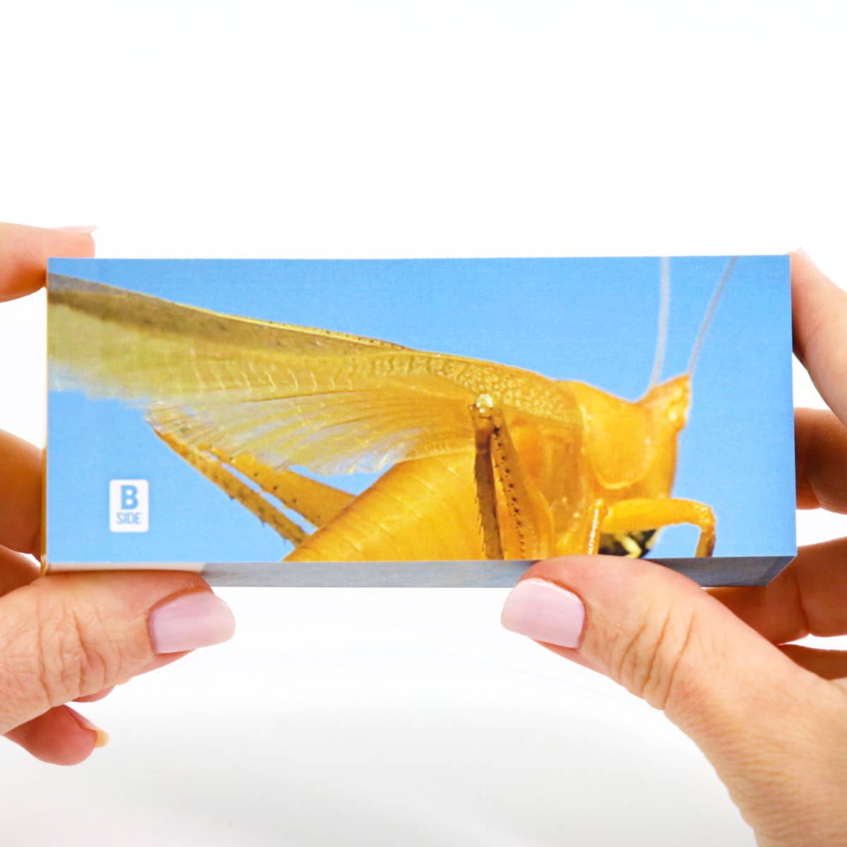 Flipbook Daumenkino "Bugs"