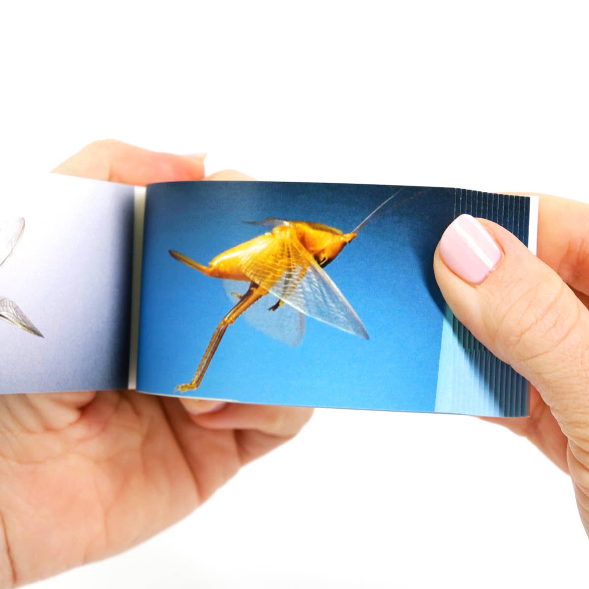 Flipbook Daumenkino "Bugs"