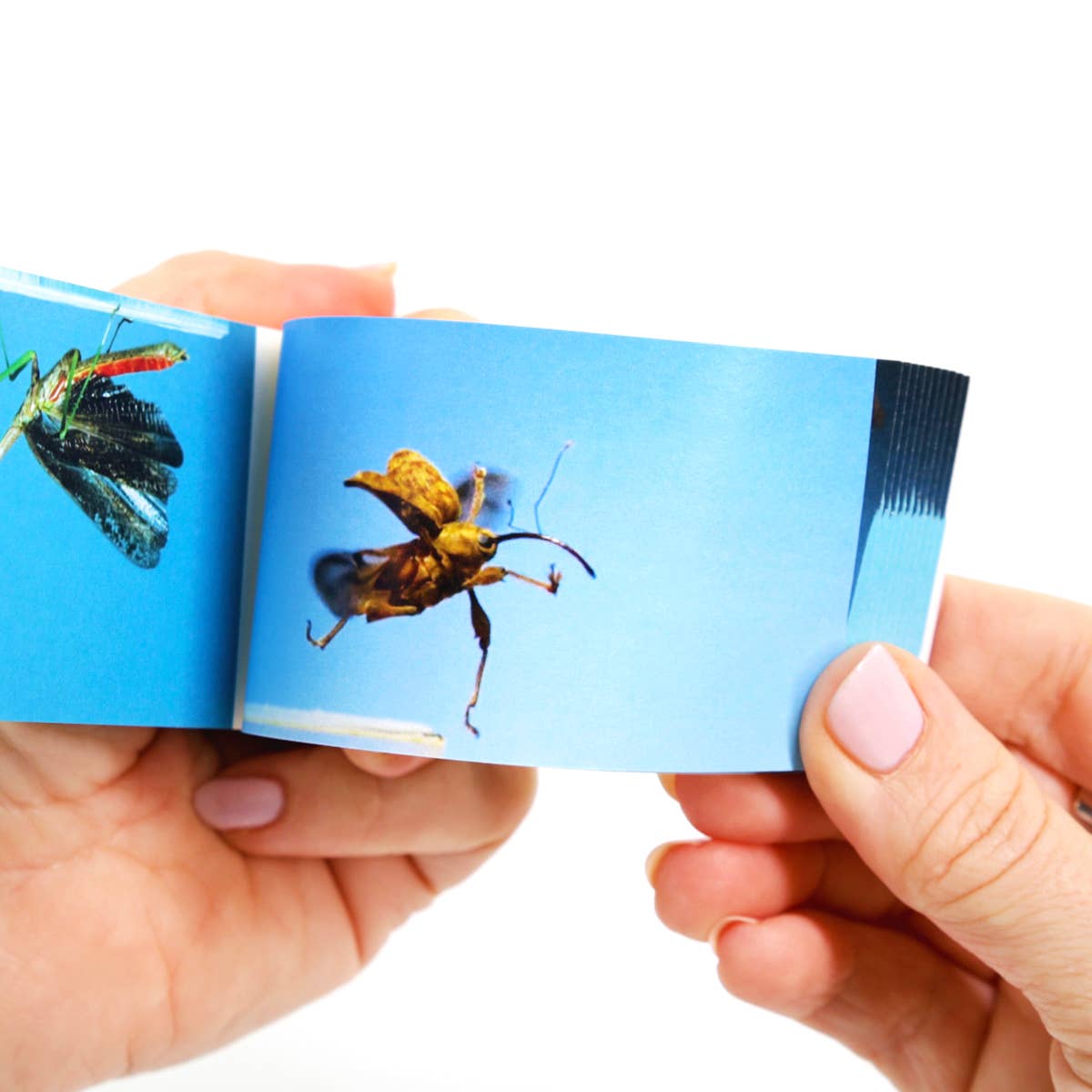 Flipbook Daumenkino "Bugs"