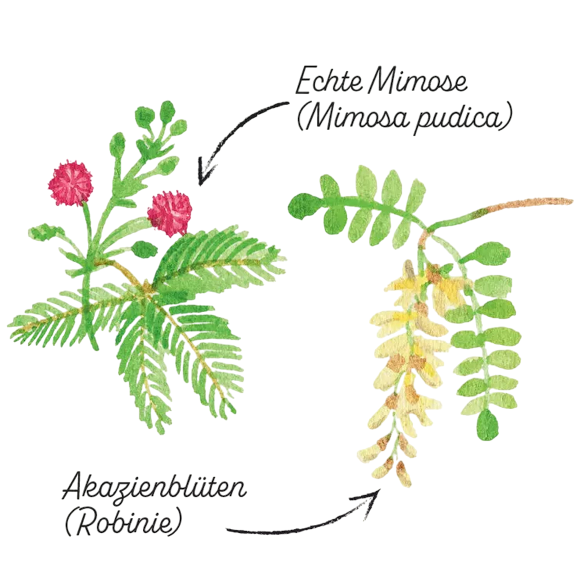 Buch Wenn Blumen kleine Monster wären