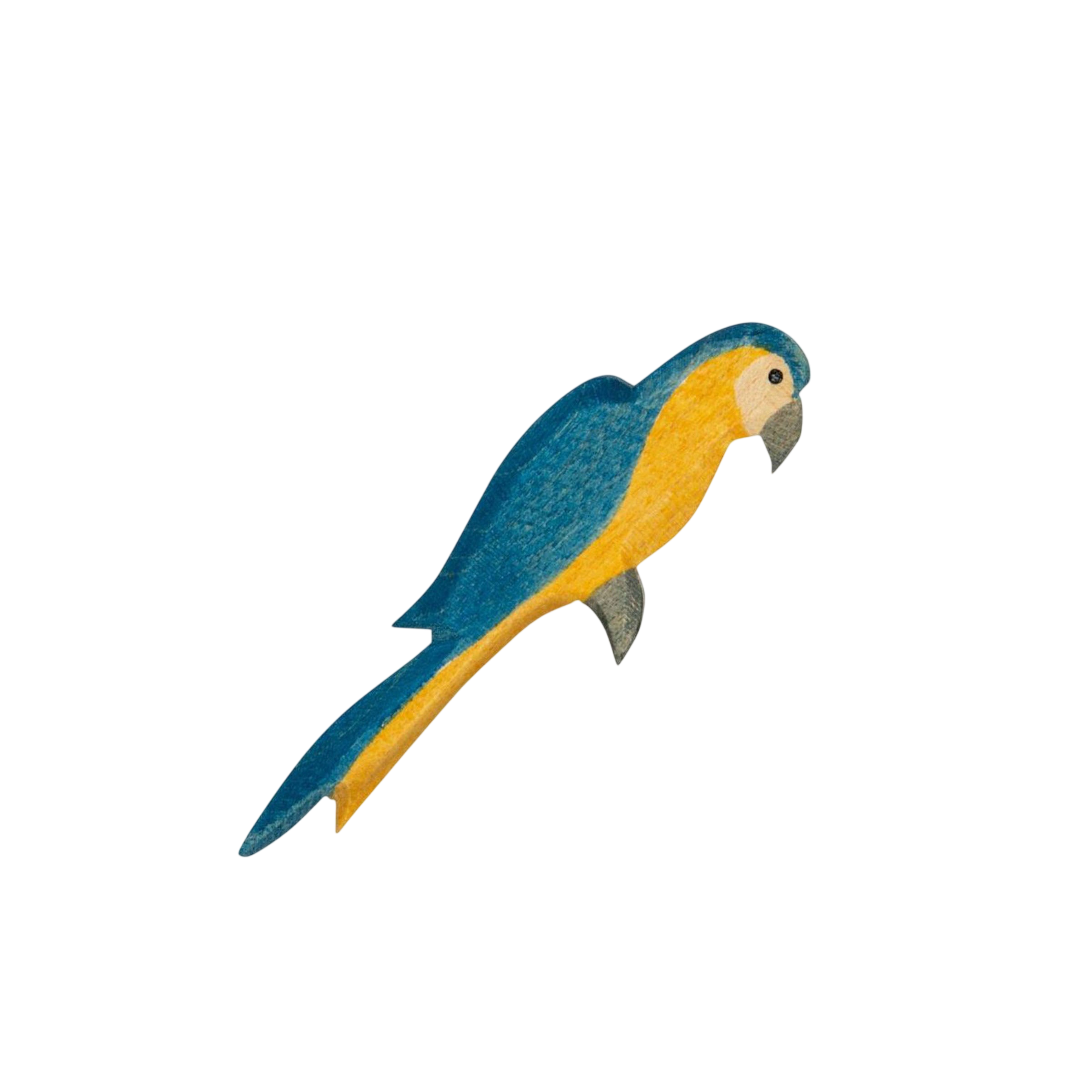 Ostheimer parrot blue wood
