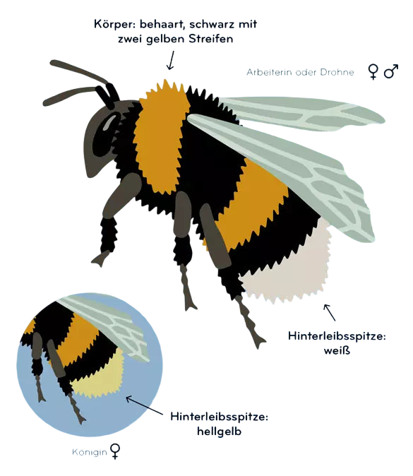 Insektorama