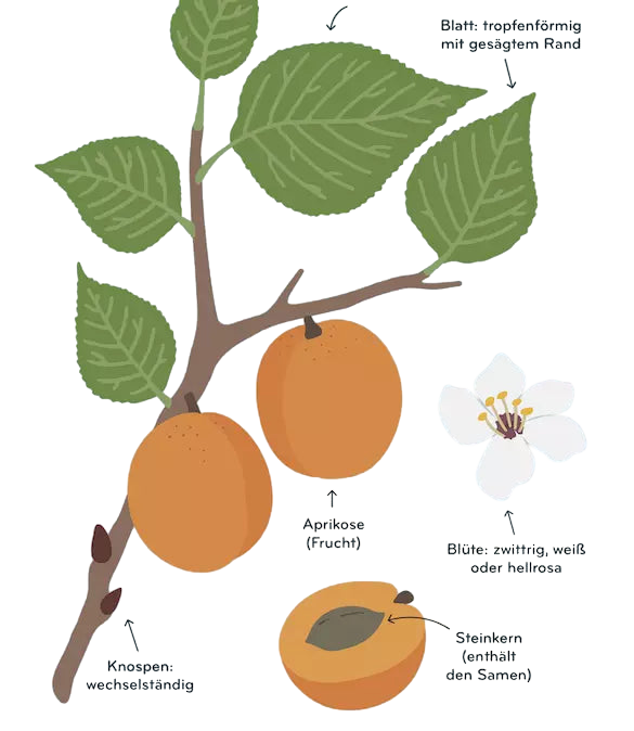 Book: Arborama DE