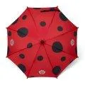 Umbrella Ladybird