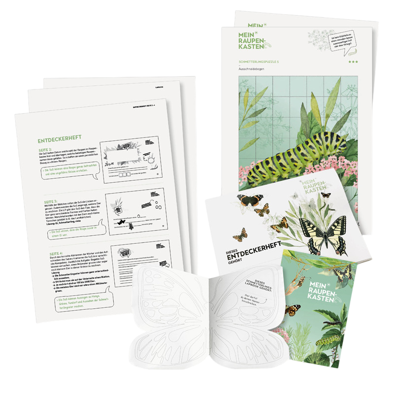 Klassensatz Raupen - Schmetterling