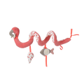 Spirale de jeu Flamingo