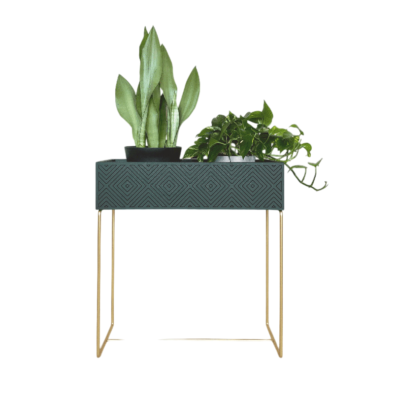 Nevi the plantbox fir green, gold L