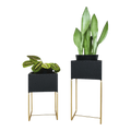 Nevi the plantbox Black, Gold S