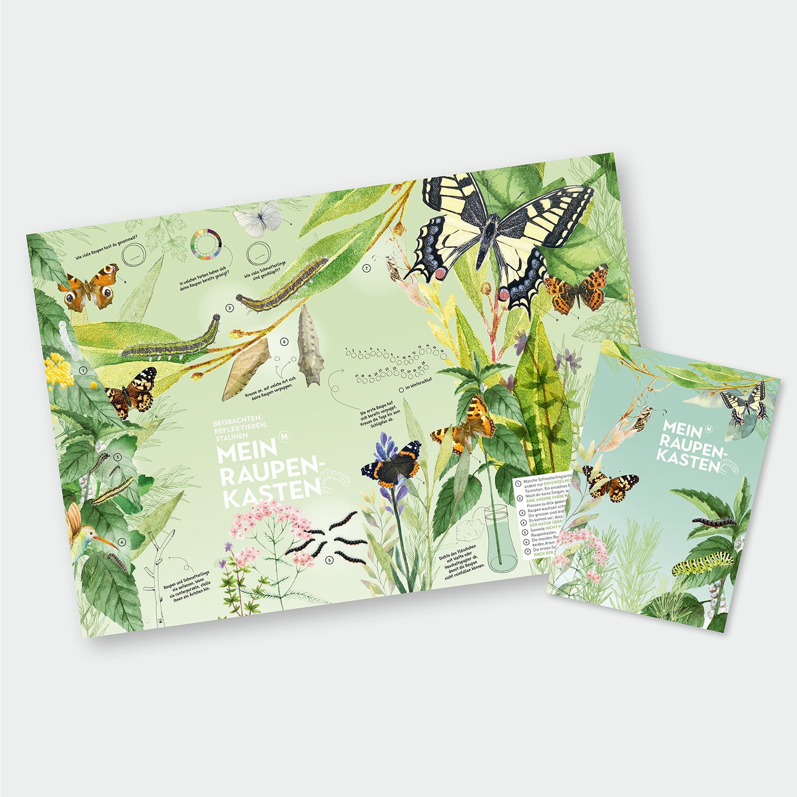 Caterpillar box / butterfly box French version