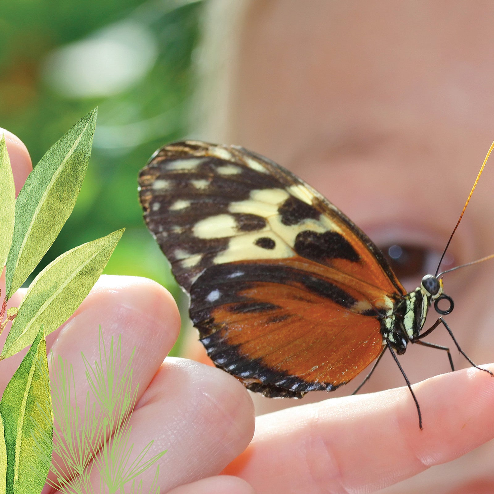 Caterpillar box / butterfly box French version