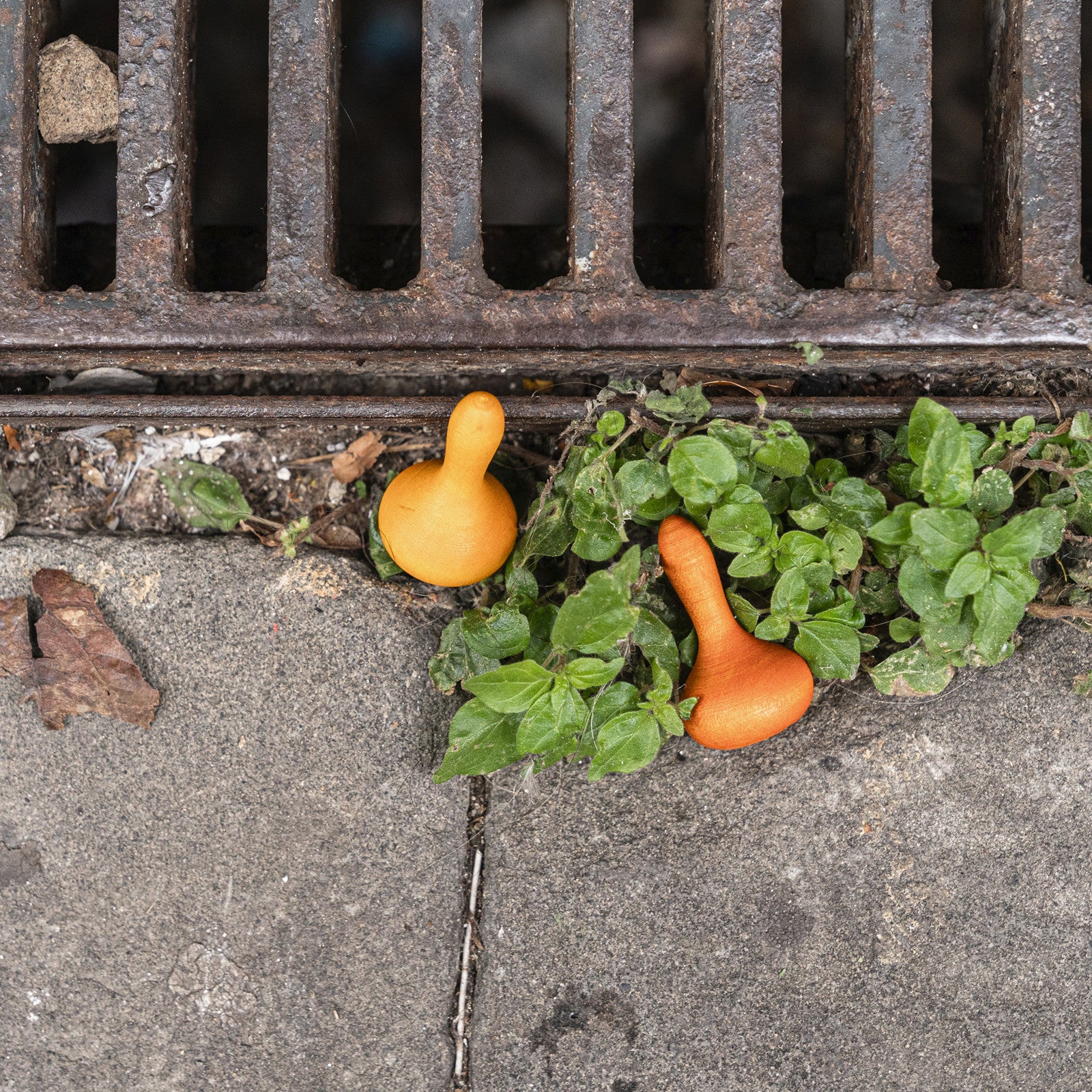 Mandala 36 citrouilles Grapat
