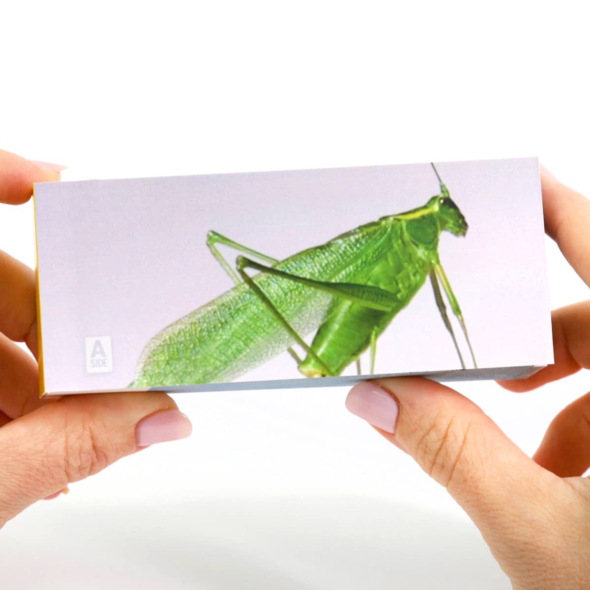 Flipbook Daumenkino "Bugs"