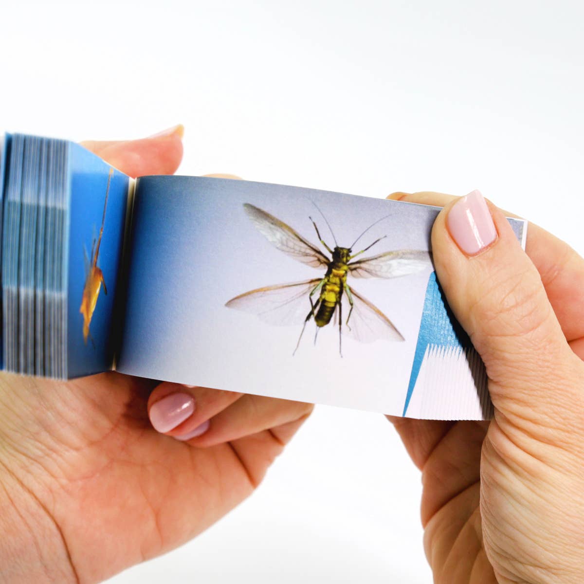 Flipbook Daumenkino "Bugs"