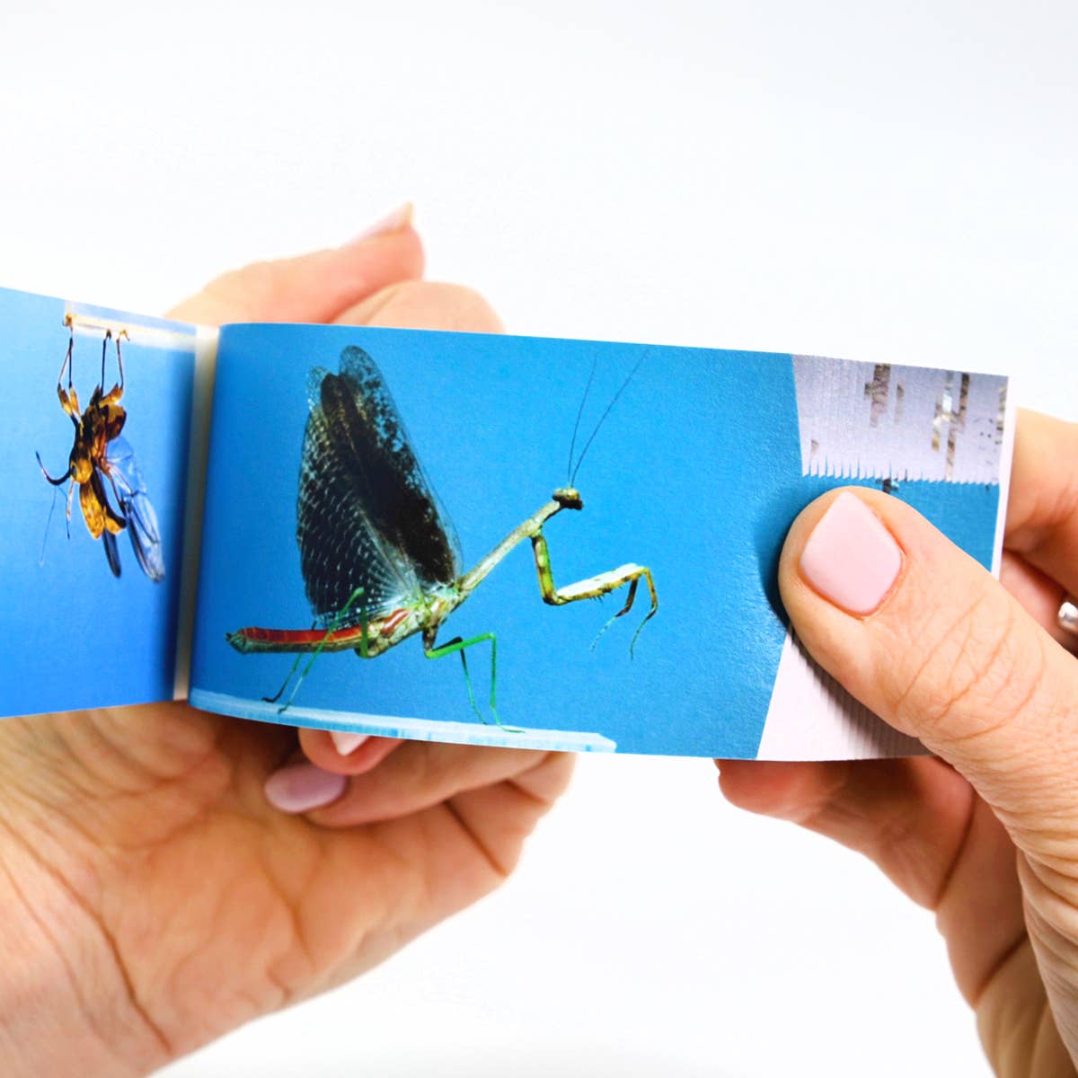 Flipbook Daumenkino "Bugs"
