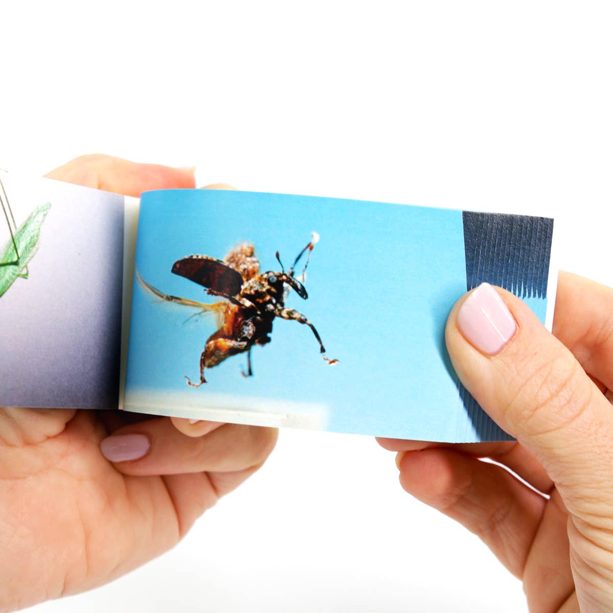 Flipbook Daumenkino "Bugs"