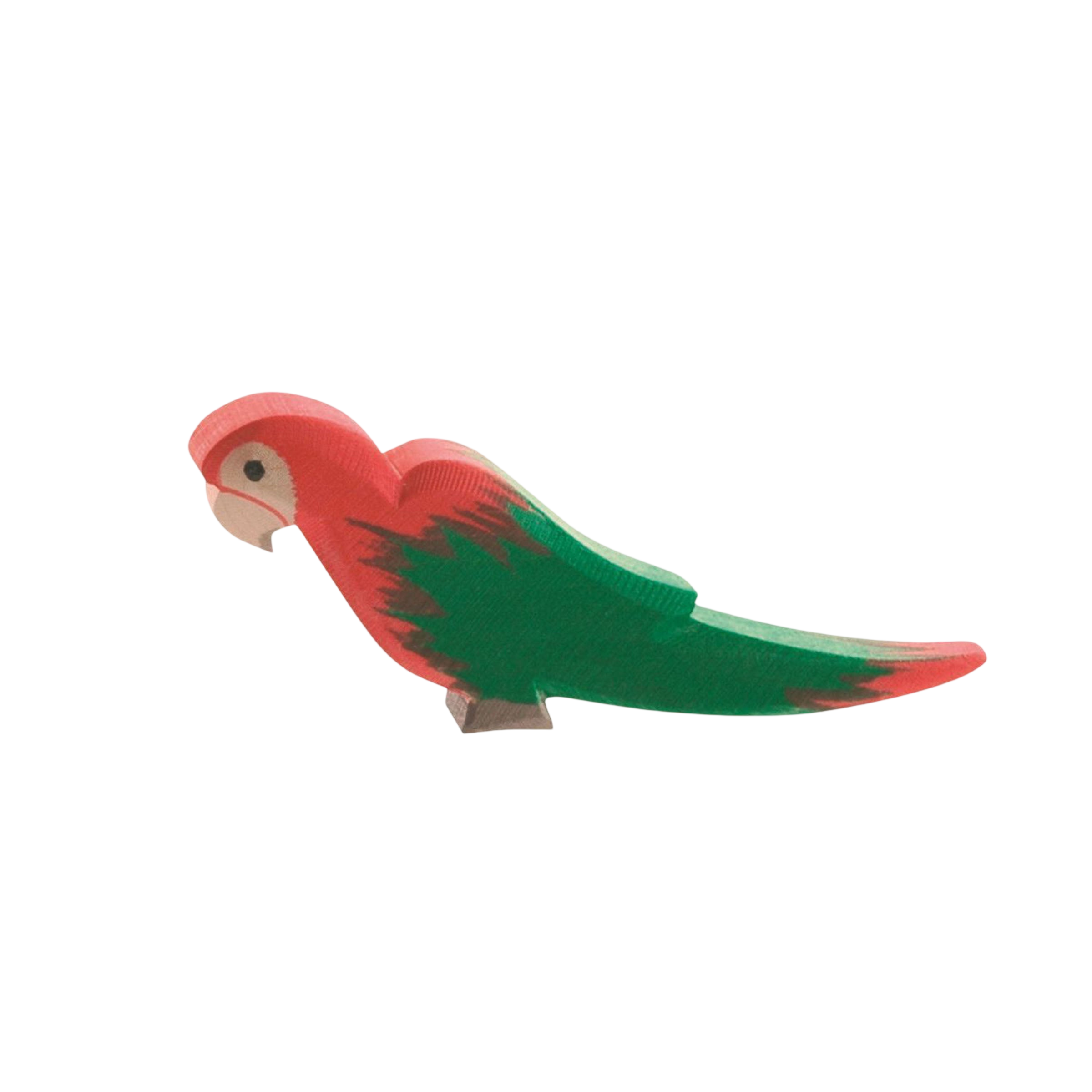 Ostheimer parrot red wood