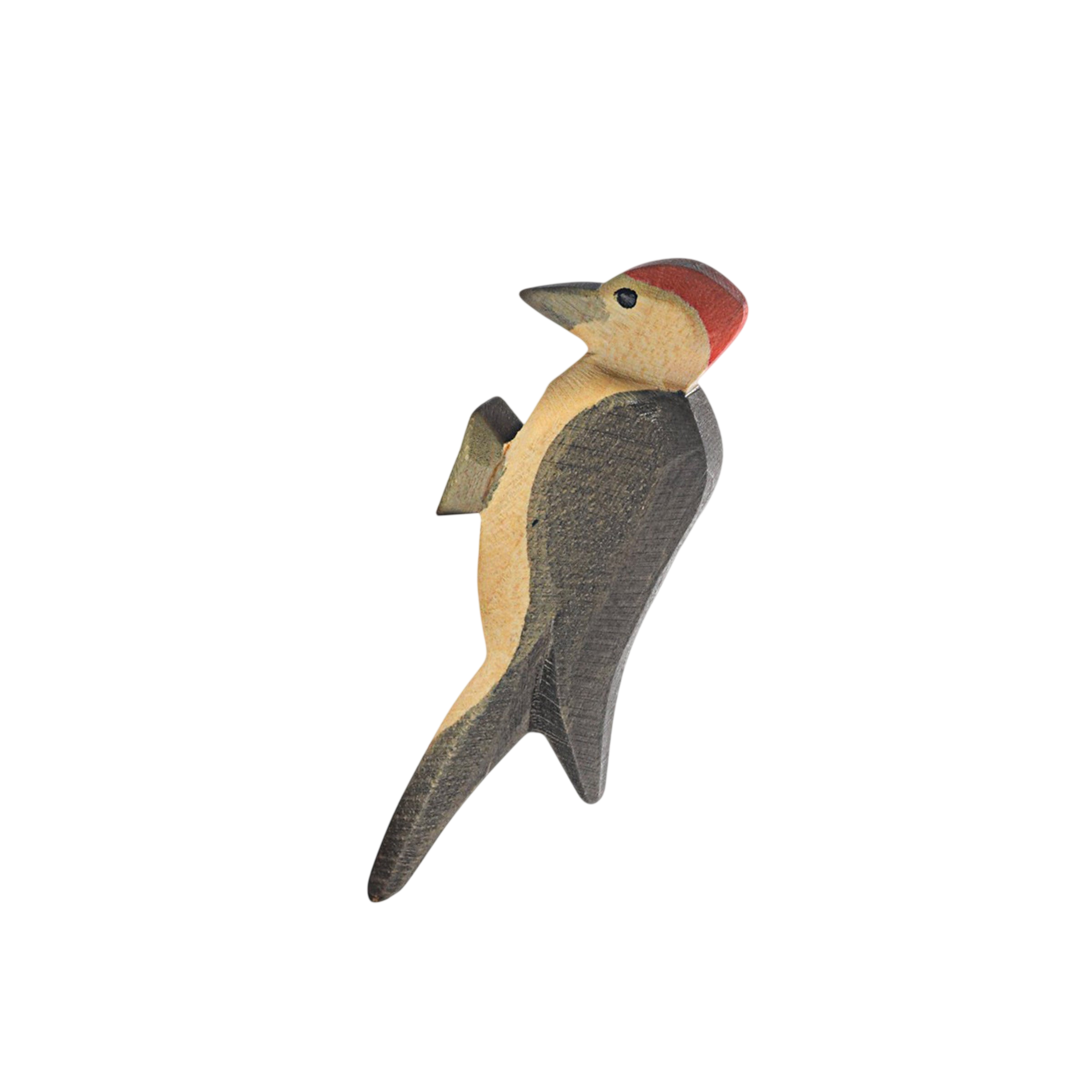 Ostheimer woodpecker wood
