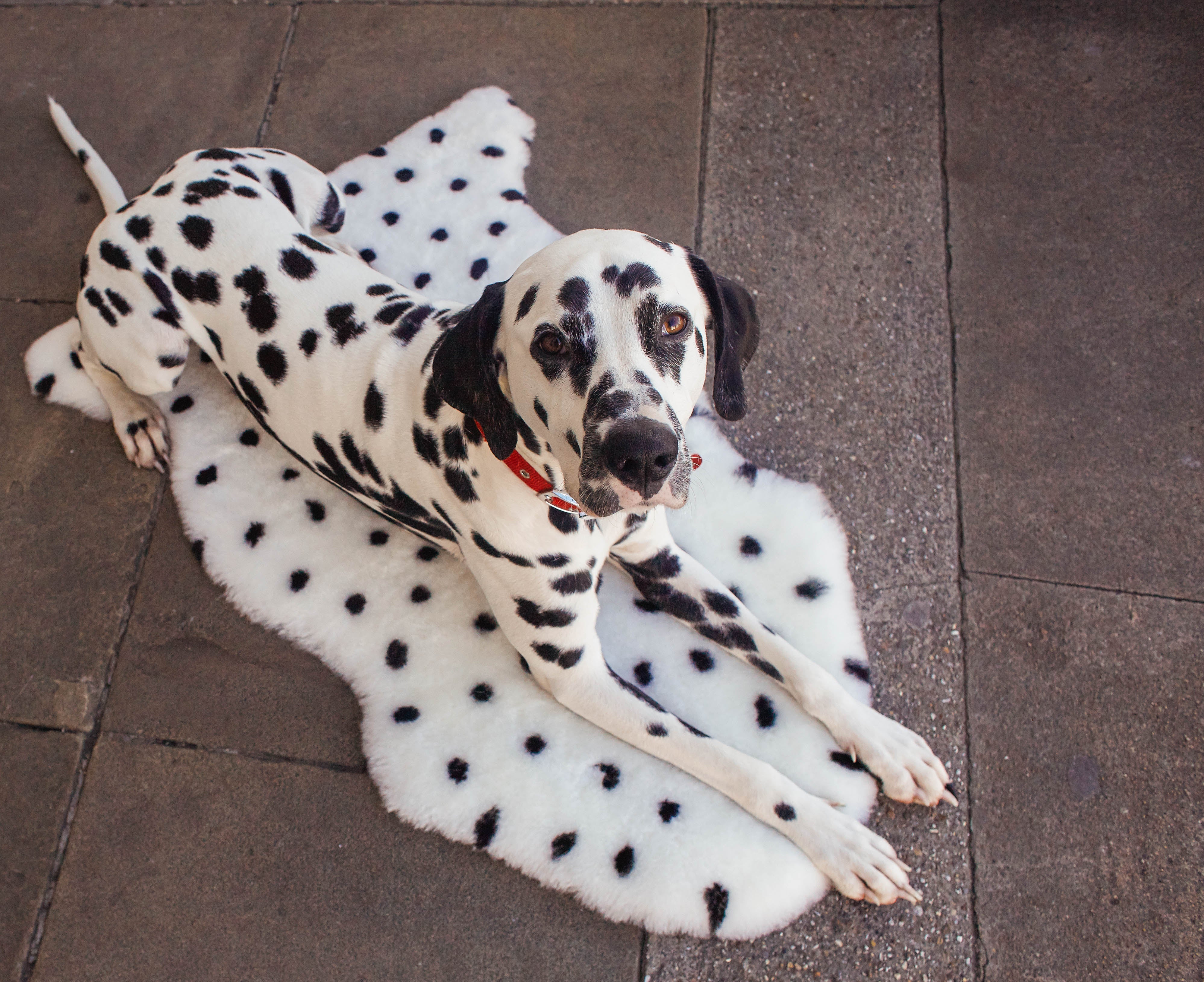 Binibamba Lammfell Baby-Spieldecke Dalmatian