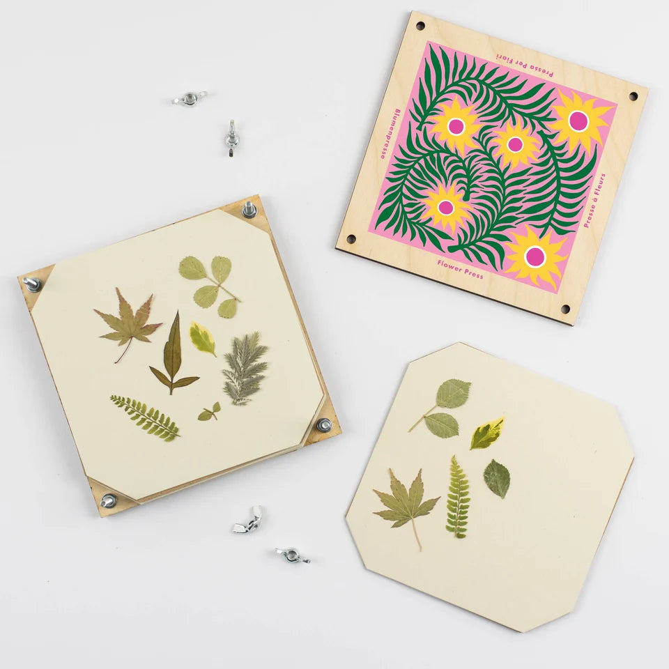 Presse à fleurs – Cardère
