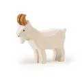 Billy goat standing white