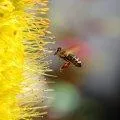 Boules de graines abeille