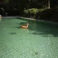 Schwimmring Tiger Orange 